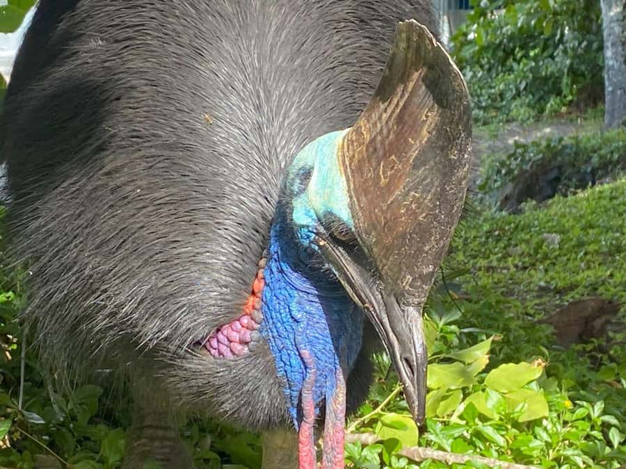 Cairns: Paronella Park Rainforest Full-Day Tour with Dinner - What to bring (so your day goes smoothly)