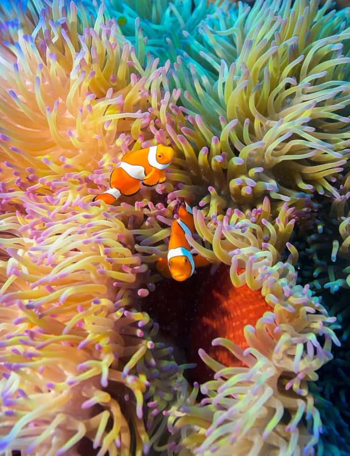 Cairns: Pro Dive 5 Day Learn to Dive Great Barrier Reef - FAQ