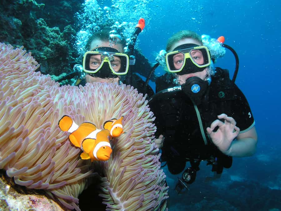 Cairns: Pro Dive Great Barrier Reef 3 Day/2 Night Dive Trip - Key things that make this Reef liveaboard worth your attention