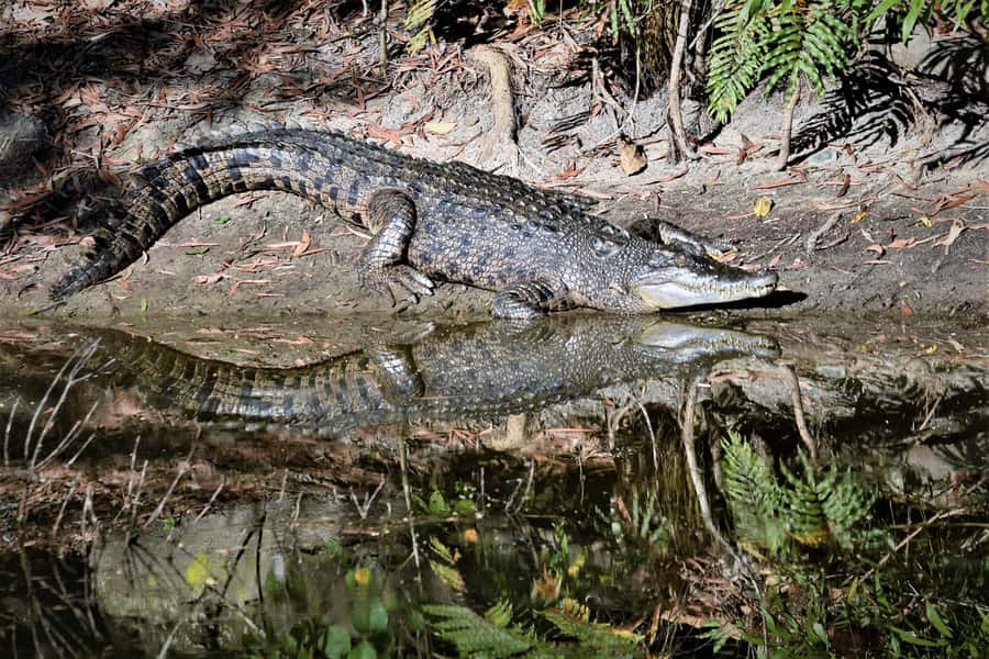 Cairns Shore Excursion: Crocodile & Wildlife Park Tour - Key highlights I’d plan around