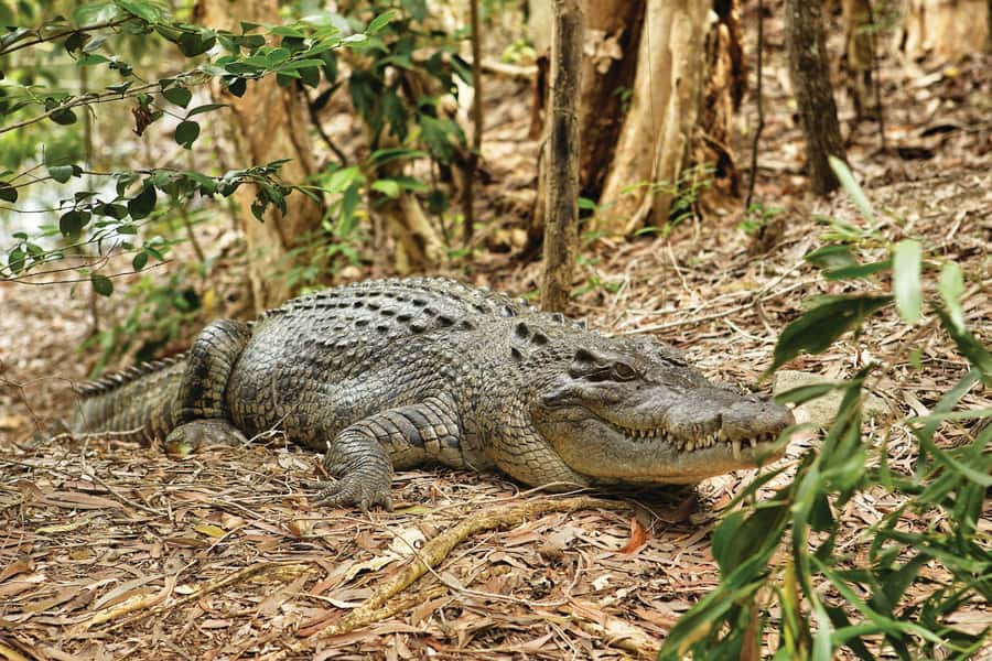 Cairns Shore Excursion: Crocodile & Wildlife Park Tour - Walking the park: woodlands, rainforest, and wildlife time