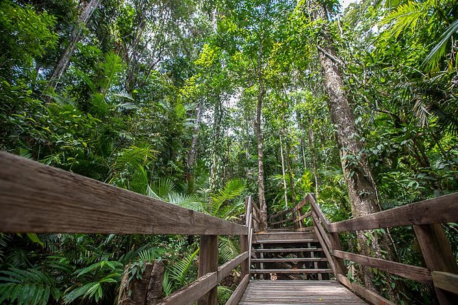 Cairns Super Saver: Reef Cruise, Daintree & Kuranda Rail/Skyrail - Kuranda Rail and Skyrail: rainforest from two angles