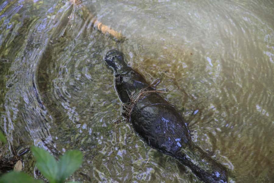 Cairns: Waterfall and Daintree Rainforest Tour - 2 Day Tours - Swimming, Timing, and What to Pack for This 2-Day Wet-and-Wild Schedule