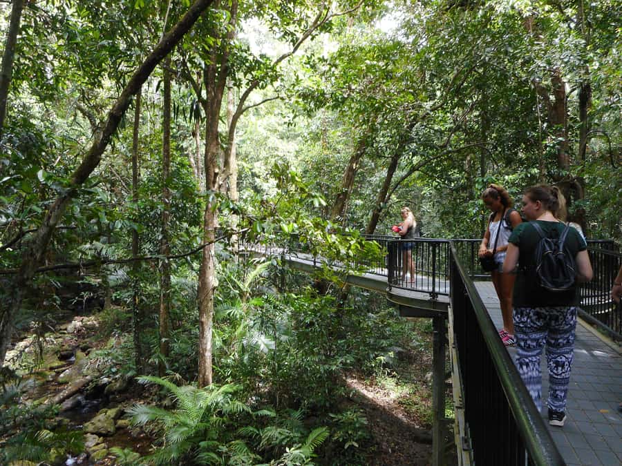 Cairns: Waterfall and Daintree Rainforest Tour - 2 Day Tours - Mossman Gorge: Welcome to Country, Smoke Ceremony, and a Proper Swim