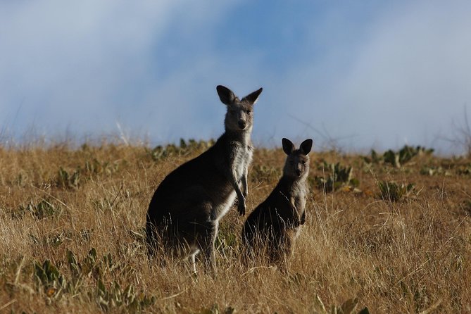 Canberra Day Trip from Sydney - Price and Value: Why $142.73 Often Makes Sense