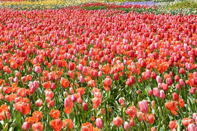 Canberra Floriade Tour - Stop 2: Floriade Festival for 300,000 spring blooms