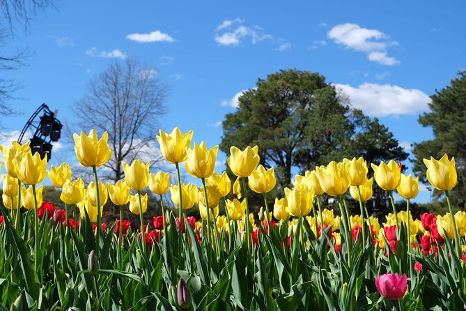 Canberra Floriade Tour - Price and value: is $135.56 worth it?
