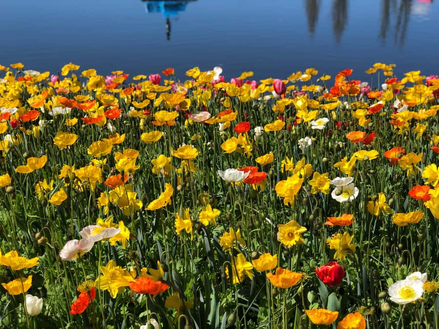Canberra: Guided Tour of Floriade Festival with Transfers - Key highlights to know before you go