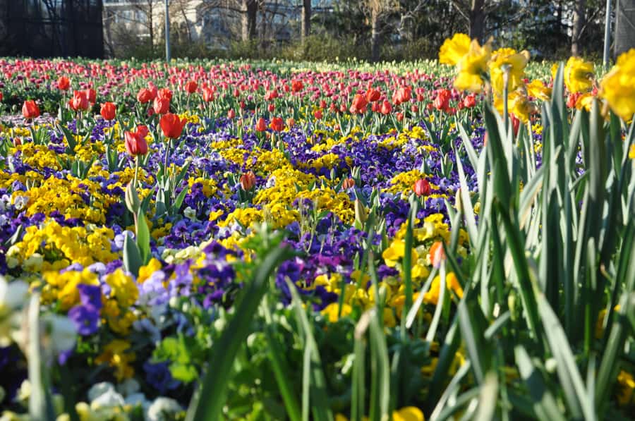 Canberra: Guided Tour of Floriade Festival with Transfers - The value of a guided Floriade day with transfers