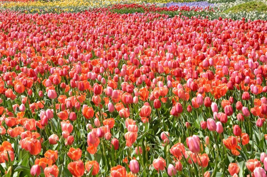 Canberra: Guided Tour of Floriade Festival with Transfers - Small details that affect your comfort