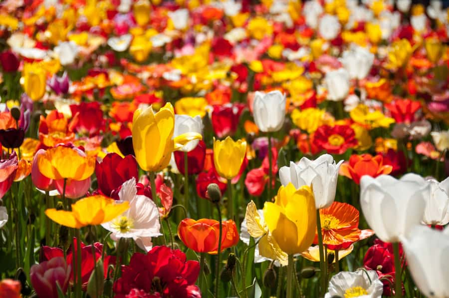 Canberra: Guided Tour of Floriade Festival with Transfers - Hotel pickup in central Canberra: easy, but confirm your stop