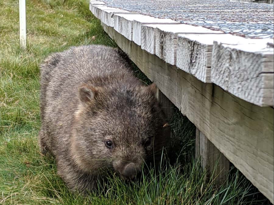 Canberra: Kangaroos and Koala Experience Tour - Who this tour fits best—and who should think twice