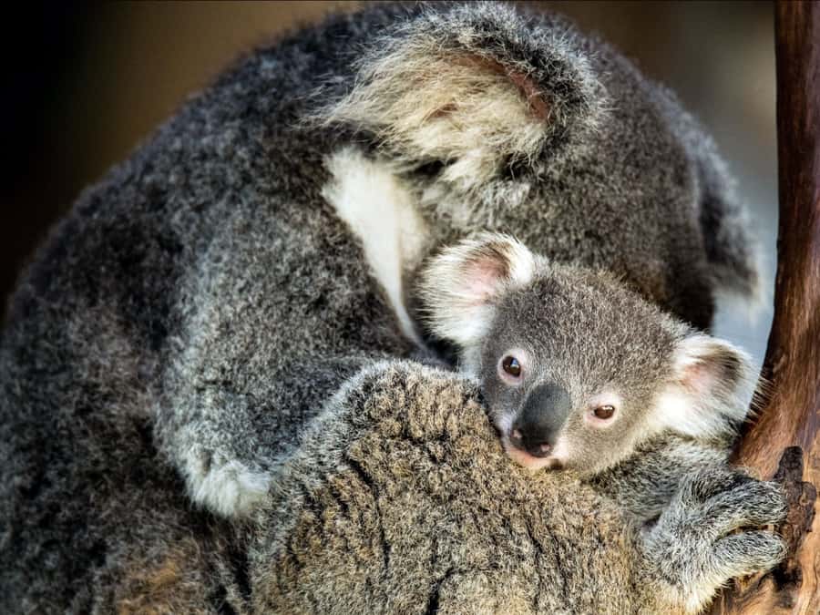 Canberra: Kangaroos and Koala Experience Tour - The guide difference: why Neil’s “spotting fast” matters