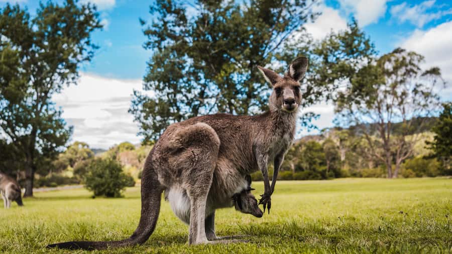 Canberra: Kangaroos and Koala Experience Tour - Wildlife odds: what you’re likely to see, and what you’re not controlling