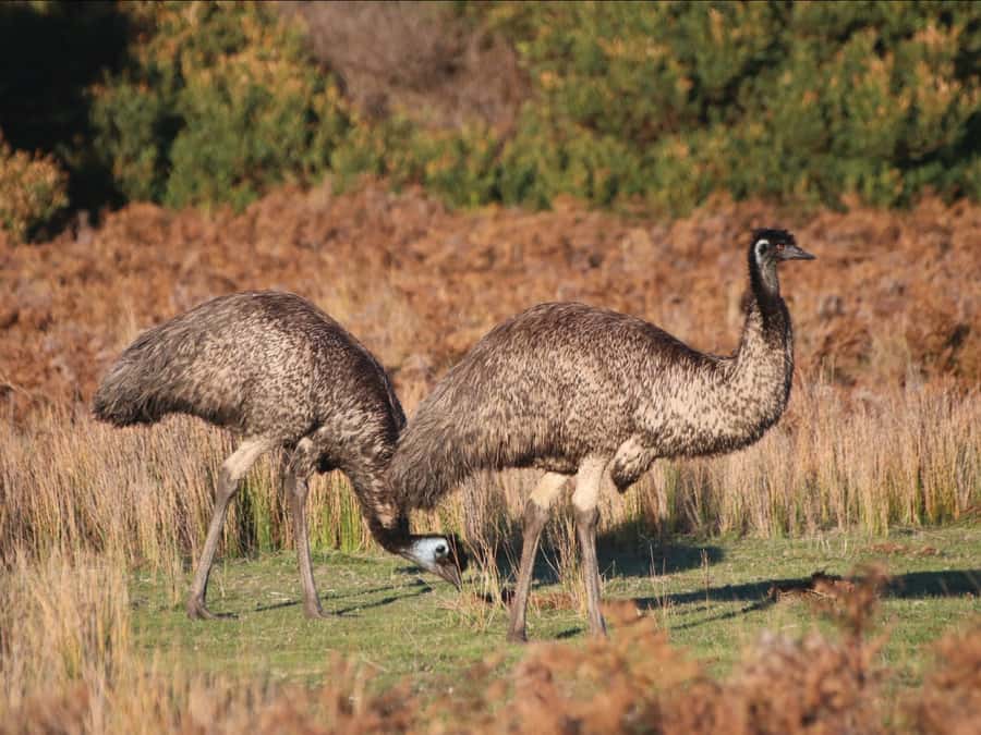 Canberra: Kangaroos and Koala Experience Tour - Value check: is $95 a fair price for this half-day?