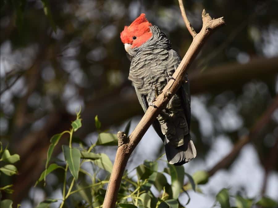 Canberra: Kangaroos and Koala Experience Tour - Tidbinbilla Nature Reserve: how you actually spot kangaroos and koalas