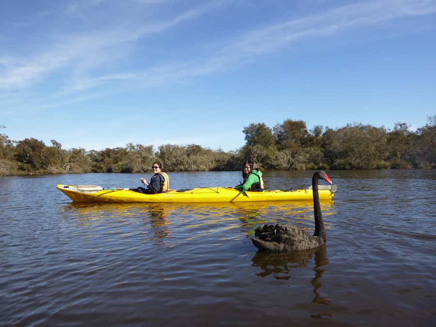 Canning River Half-Day Kayak Wildlife Tour - Key things I’d pin to your corkboard