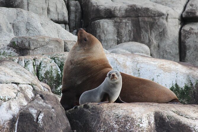Cape Raoul Cruises Day Tour from Hobart - Price and value: what you pay for (and what you must bring)
