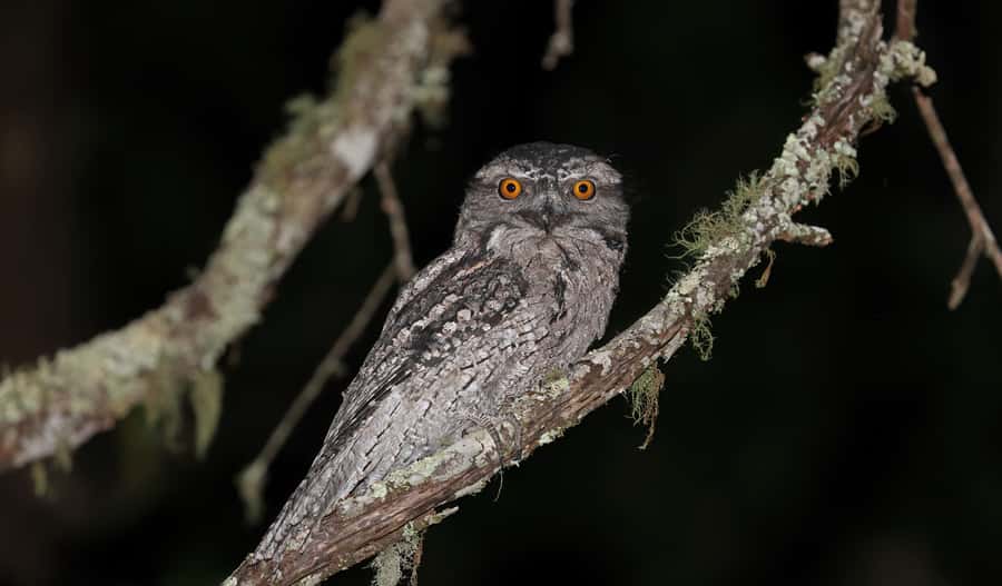 Cape Tribulation: Daintree Rainforest Night Walk Tour - Key things to know before you go