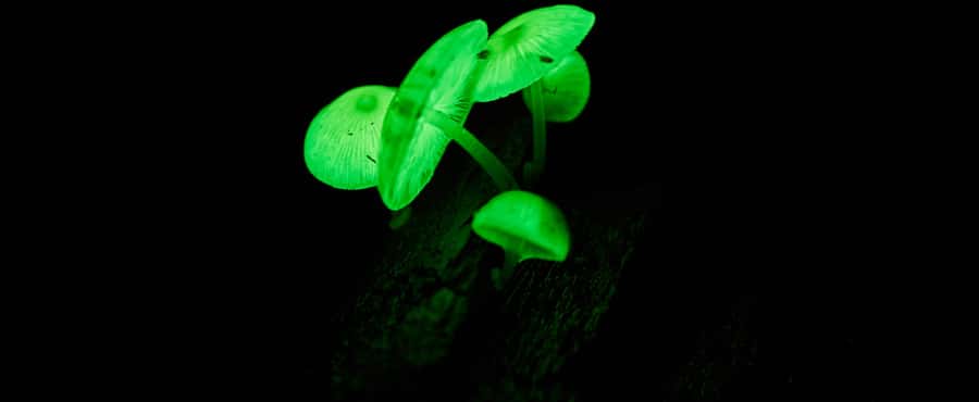Cape Tribulation: Daintree Rainforest Night Walk Tour - Meeting point: how to find the start without stress