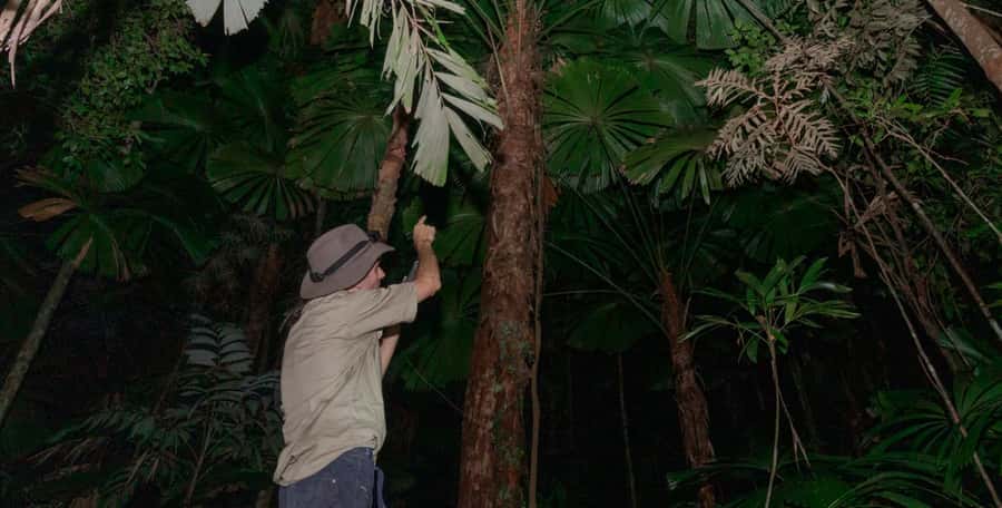 Cape Tribulation: Daintree Rainforest Night Walk Tour - The on-foot segments: how the 5 minutes forward sets your eyes