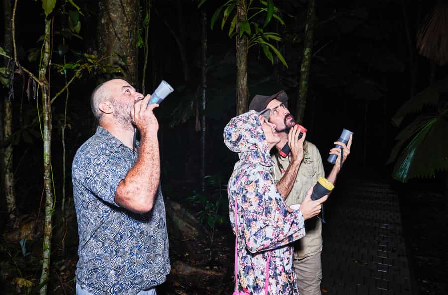 Cape Tribulation: Daintree Rainforest Night Walk Tour - What you’ll actually learn: spotting skills, not just animals