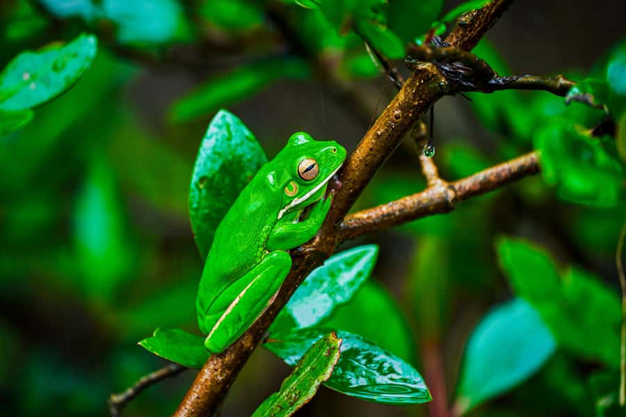 Cape Tribulation: Daintree Rainforest Night Walk Tour - Who this tour is best for (and who should think twice)