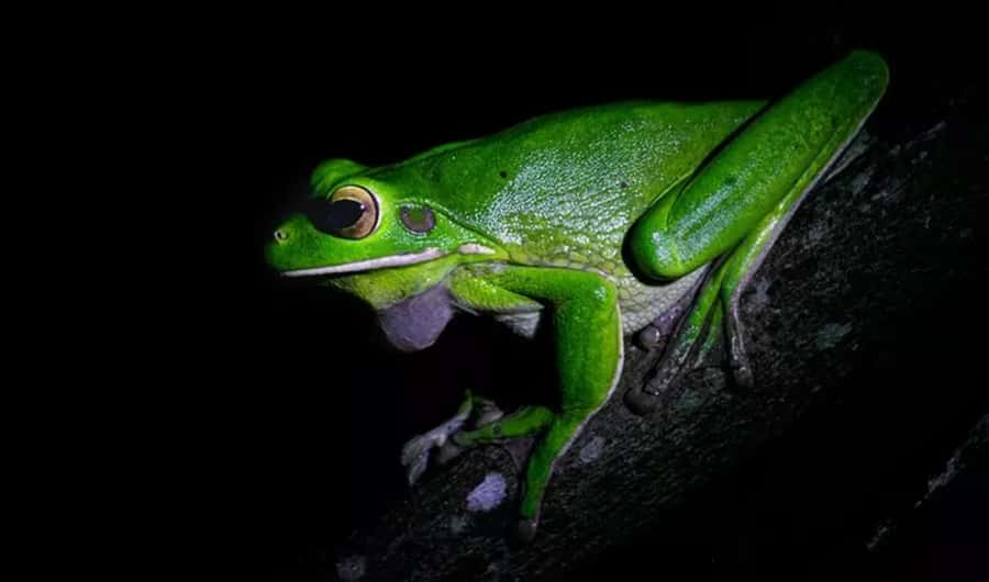 Cape Tribulation: Daintree Rainforest Night Walk Tour - Price and overall value at about $38