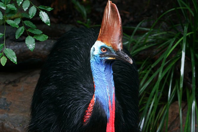 Cape Tribulation & Daintree Wilderness (TCT) - Coach comfort and timing from the early 7:00am start