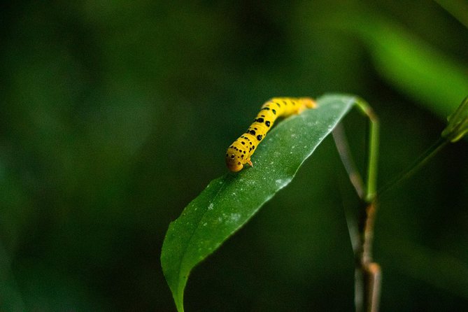 Cape Tribulation Day Tour - Key highlights worth planning for