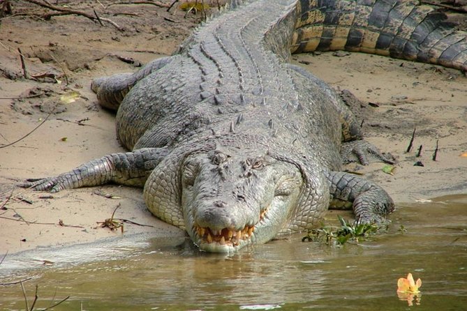 Cape Tribulation Day Tour from Cairns - Wildlife to watch for: crocs, cassowaries, and more