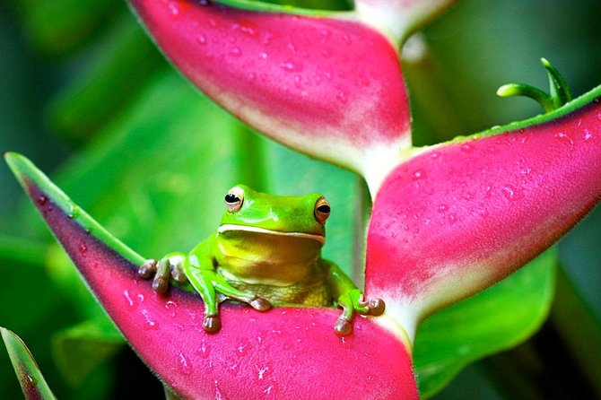 Cape Tribulation, Mossman Gorge and Daintree Rainforest Day Tour - Mossman Gorge Cultural Centre: rainforest walk plus the cool dip