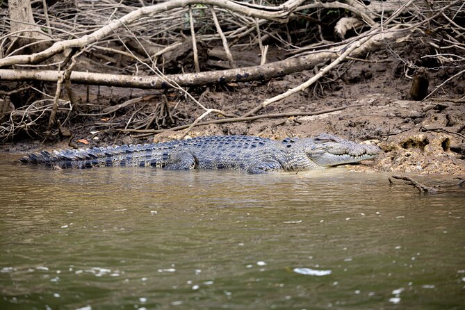 Cape Tribulation, Mossman Gorge, and Daintree Rainforest Day Trip - Key takeaways before you go