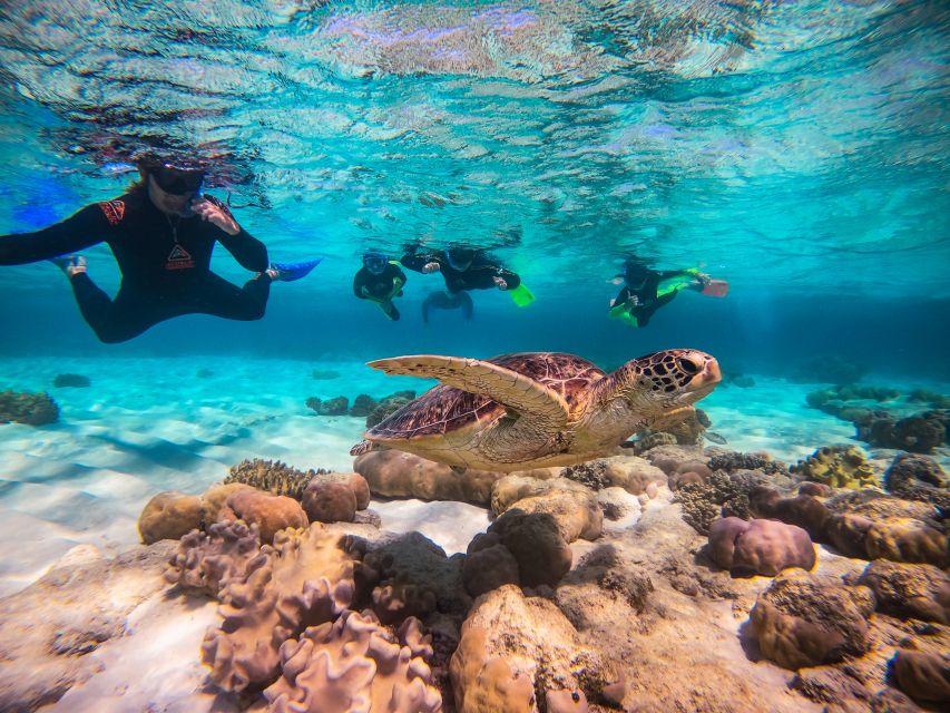 Cape Tribulation Ocean Safari - Great Barrier Reef Adventure - Snorkel time strategy: how to get the best from the two-site plan