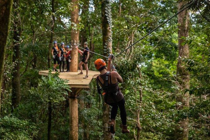 Cape Tribulation & Ziplining: Ultimate Daintree - The Scenic Daintree Region Drive and Alexandra Lookout