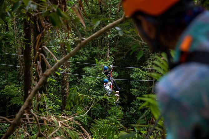 Cape Tribulation & Ziplining: Ultimate Daintree - Crocodile and Wildlife Spotting River Cruise in the Mangroves