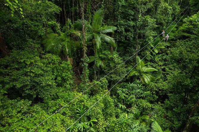 Cape Tribulation & Ziplining: Ultimate Daintree - Meals Without the Guesswork: Daintree Tea, Coffee, Lunch, and Snacks