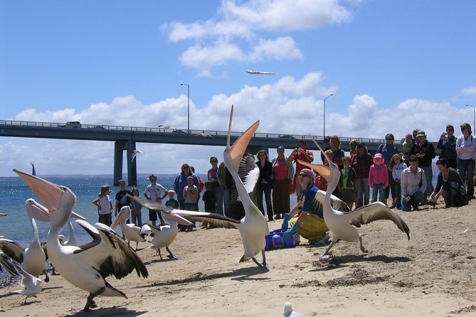 Cape Woolamai Sightseeing Cruise from San Remo - Price and Value: Getting a Guided Coast for About $35