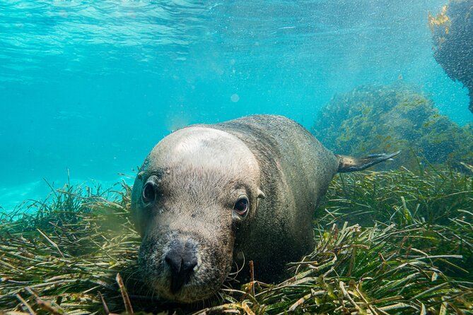 Carnac Island Half Day Sail - Carnac Island: Wildlife Watching Plus Real Water Time