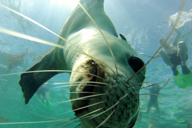 Carnac Island Half Day Sail - Snorkeling, SUP, and Kayaks: The Included Gear That Saves You Money