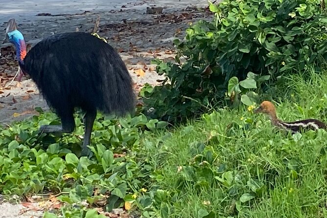 Cassowary Coast Goondoi Culture Tour - A small-group Cassowary Coast day you can keep up with