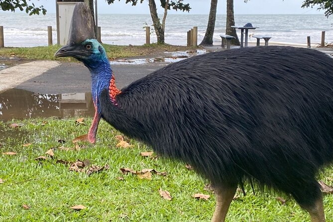 Cassowary Coast Goondoi Culture Tour - Josephine Falls in Wooroonoon National Park: a guided rainforest walk