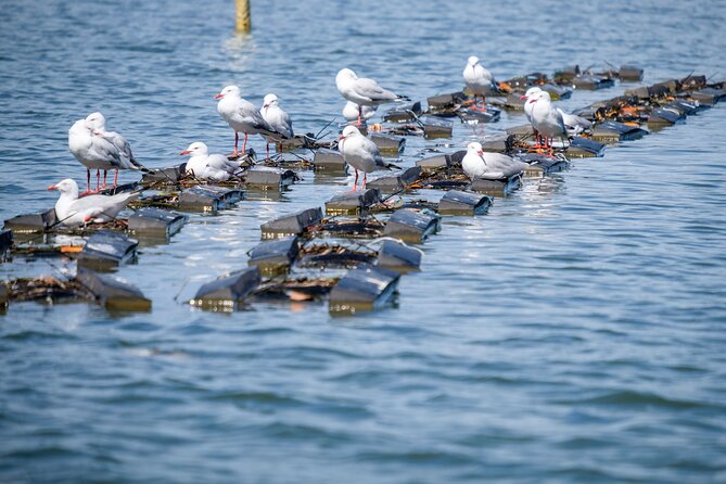 Catch a Crab Tour with Optional Seafood Lunch - Weather reality: how to plan your river morning