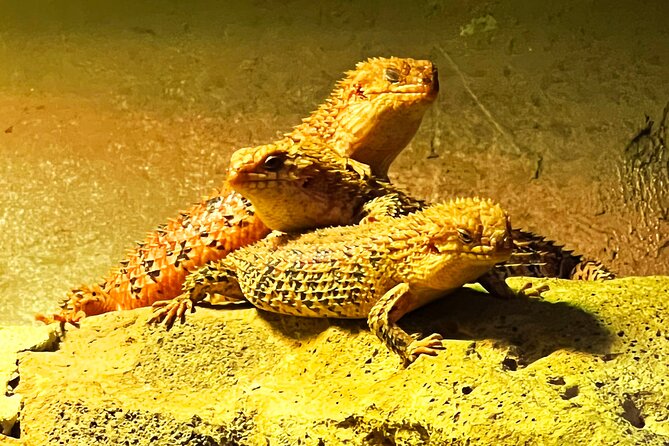 Caversham Wildlife and Swan Valley Private Tour - Stop 2: Caversham Wildlife Park—your main event, timed right