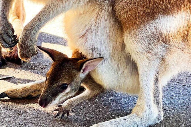 Caversham Wildlife and Swan Valley Private Tour - Stop 3: Guildford drive-through—heritage and Swan River stories