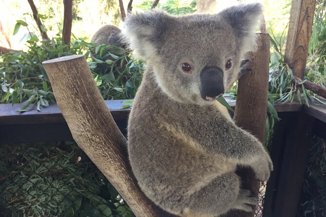 Central Coast Private Tour From Sydney, with Australian Reptile Park Option - The Wyong Milk Factory: cheese and chocolate as a true Central Coast break