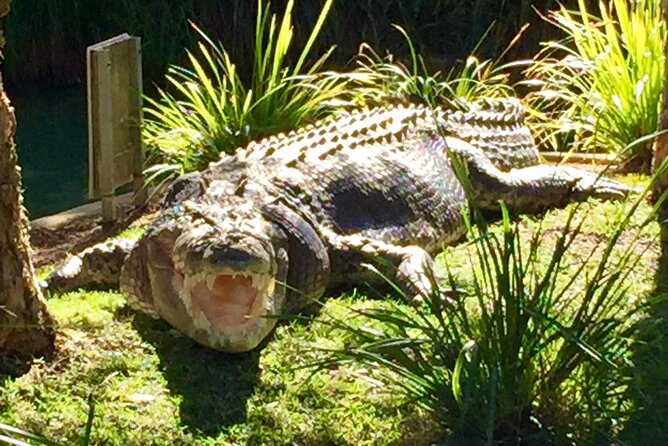 Central Coast Private Tour From Sydney, with Australian Reptile Park Option - The Entrance pelican feeding: classic, easy, and genuinely fun