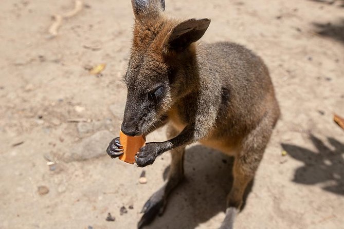Chillagoe Caves and Outback Day Trip from Cairns - Morning tea at Skybury: fueling up before cave coolness