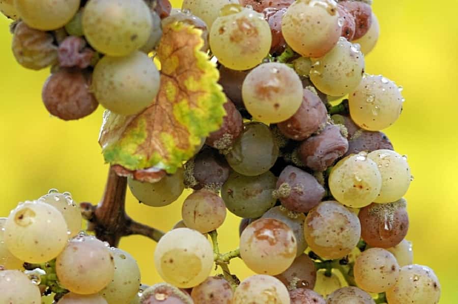 Clare Valley Wine Escape - Taylor Wines: the vineyard tour angle you’ll appreciate