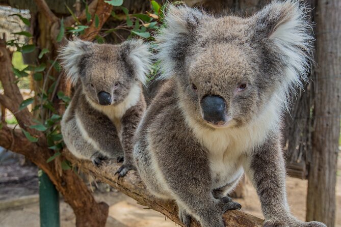 Cleland Wildlife Park Experience - from Adelaide including Mt Lofty Summit - Cleland and Mt Lofty: an Adelaide Hills day with real animal time